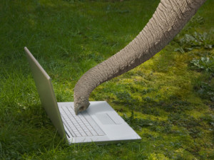 Elephant-Laptop