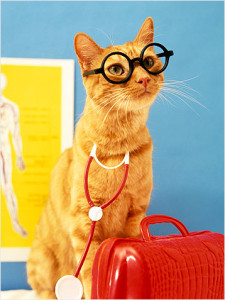 doctor-cat