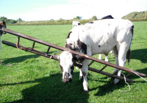 cow-ladder_1974670i