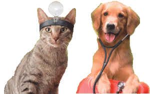animal-doctors