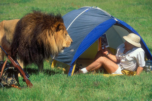 lion tent 2