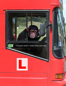 monkey-bus-driver