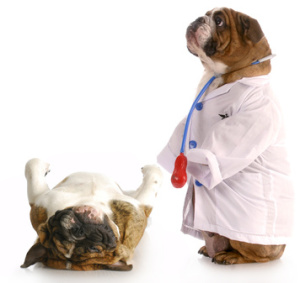 veterinary care