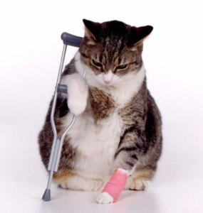 injured-cat