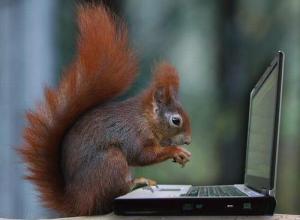 squirrel-elearning