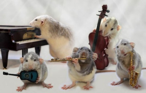 rat-playing-musical-instruments-6