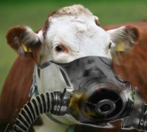 cowGasMask