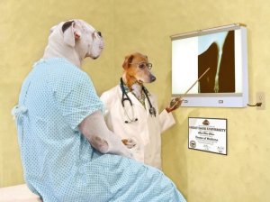 doctor-dog